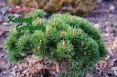 Pinus mugo var. pumilio 'Mars' 