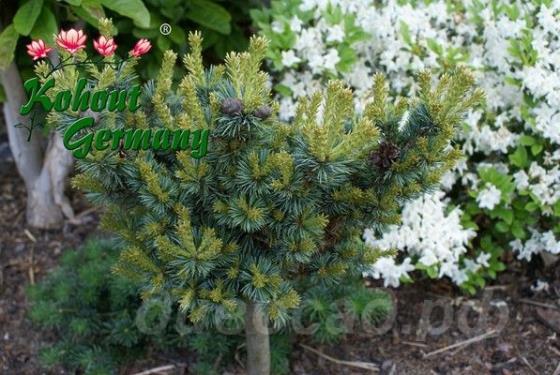 Pinus parviflora 'Adock`s Dwarf'